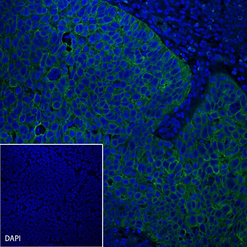 S-RMab® CK-Pan Recombinant Rabbit mAb (Alexa Fluor® 488 Conjugate) (S-P001)