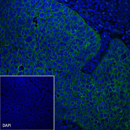 S-RMab® CK-Pan Recombinant Rabbit mAb (Alexa Fluor® 488 Conjugate) (S-P001)