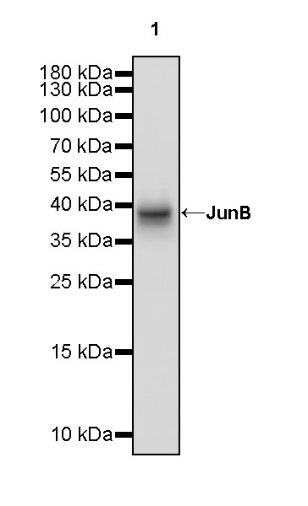 JunB Recombinant Rabbit mAb (S-670-242)