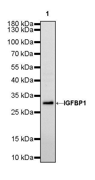 IGFBP1 Recombinant Rabbit mAb (SDT-196-47)