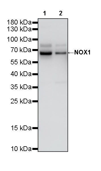 NOX1 Recombinant Rabbit mAb