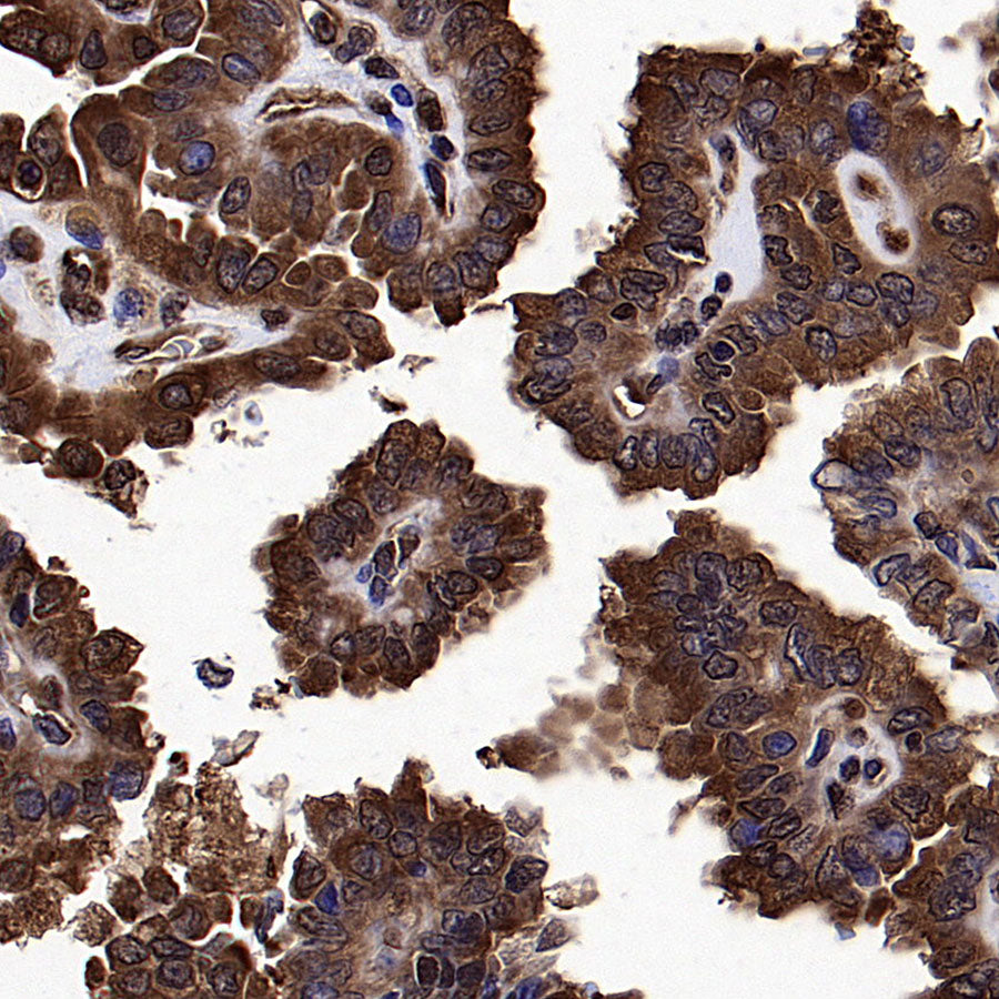 HSP90 Recombinant Rabbit mAb (S-5412)
