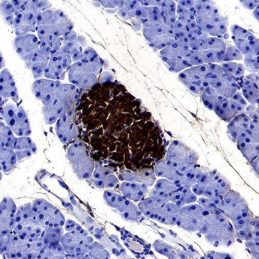 Insulin Recombinant Rabbit mAb (S-638-19)
