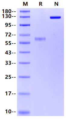 CD2/SRBC Fc Chimera Protein, Cynomolgus