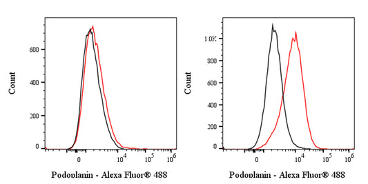 Alexa Fluor® 488 Rat Anti-Human Podoplanin Antibody (S-2796)