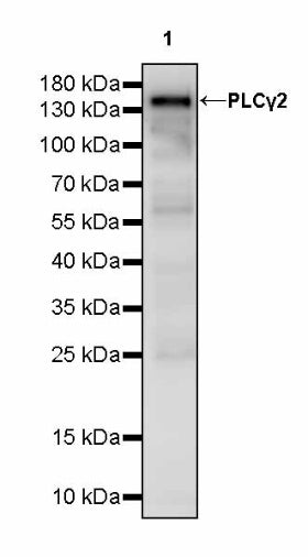 PLCγ2 Recombinant Rabbit mAb (S-2749-14)