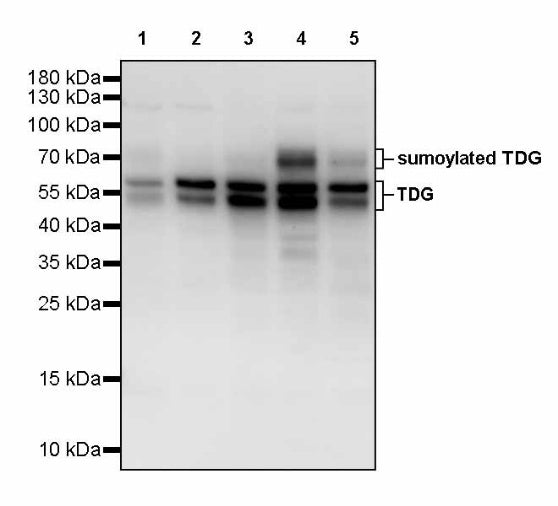 TDG Recombinant Rabbit mAb (S-3111-16)