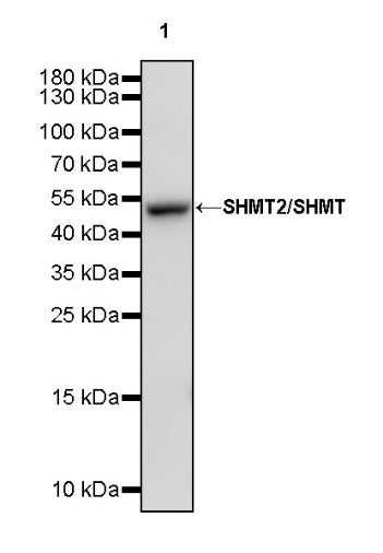SHMT2/SHMT Rabbit Polyclonal Antibody