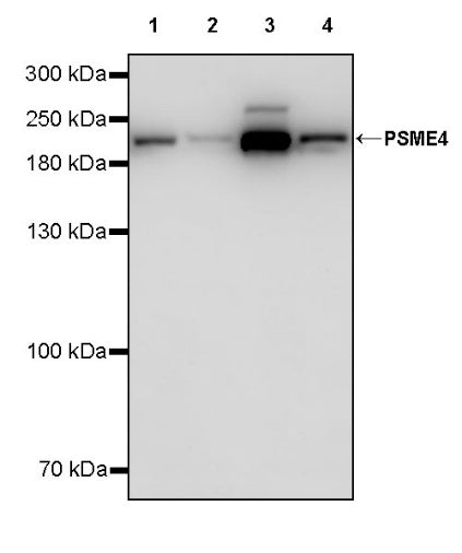 PSME4 Recombinant Rabbit mAb (S-3132-44)