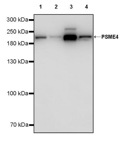 PSME4 Recombinant Rabbit mAb (S-3132-44)