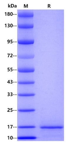 Human papillomavirus type 16 E7 Protein