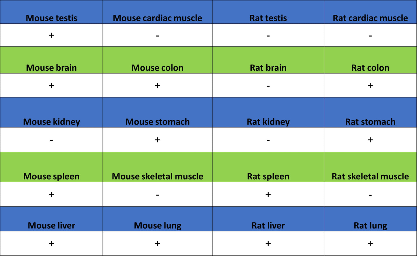 LPCAT2 Recombinant Rabbit mAb (S-4239-18)