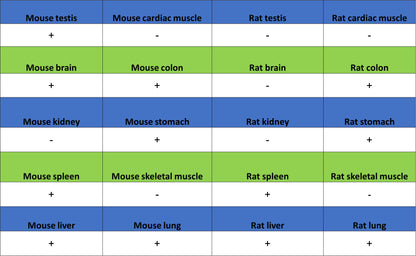 LPCAT2 Recombinant Rabbit mAb (S-4239-18)