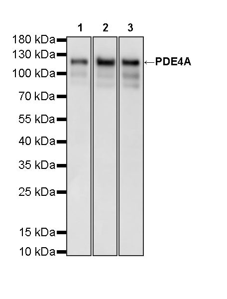 PDE4A Recombinant Rabbit mAb (S-5669)