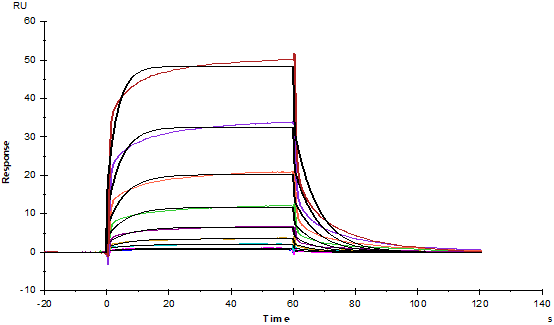Biotinylated Fc γ RIIIa/CD16a(F176) Avi&His Tag Protein, Human