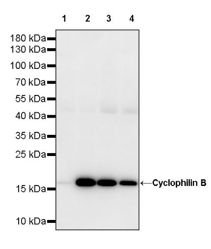 Cyclophilin B Rabbit Polyclonal Antibody
