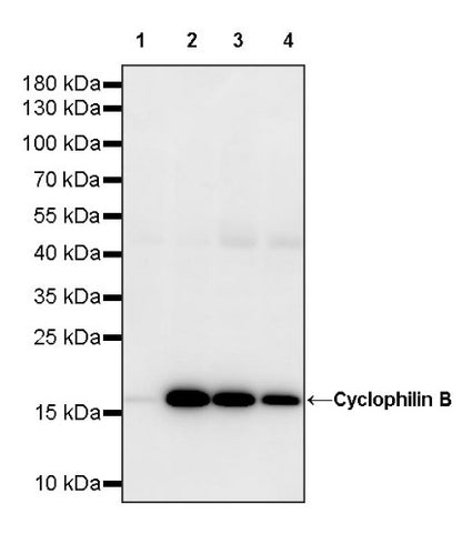 Cyclophilin B Rabbit Polyclonal Antibody
