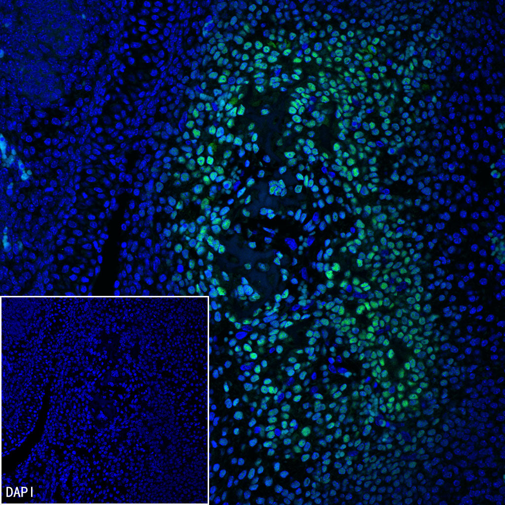 Sp7/Osterix Recombinant Rabbit mAb (S-4225-14)