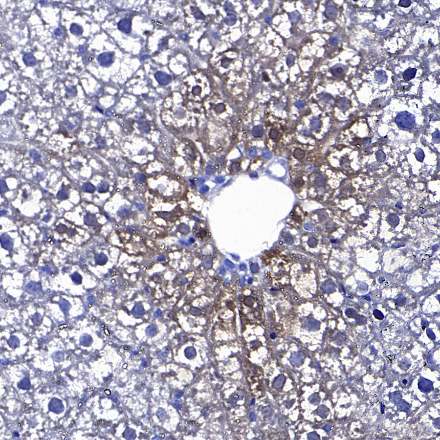 PCK1 Rabbit Polyclonal Antibody