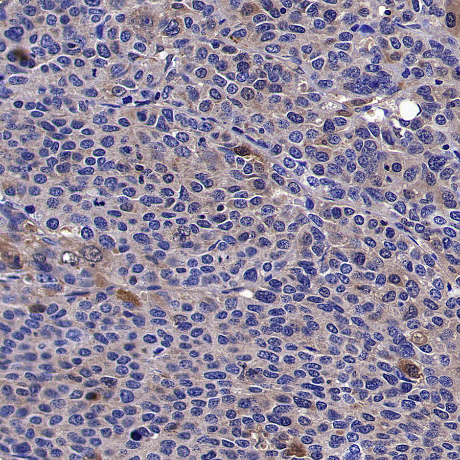 TXNRD1 Mouse mAb (S-M0053)