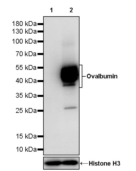 Ovalbumin Recombinant Rabbit mAb (S-4902)