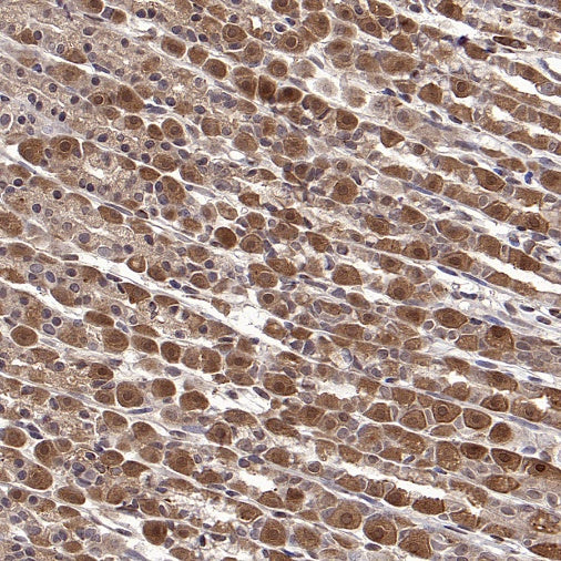 L-Lactate Dehydrogenase A/LDHA Rabbit Polyclonal Antibody