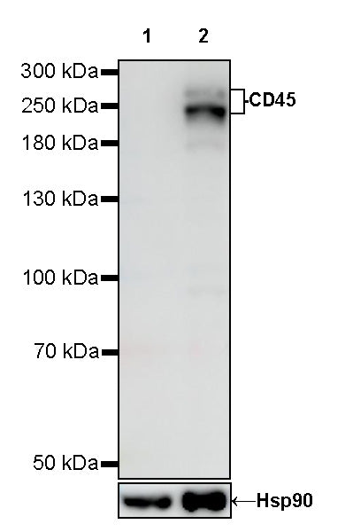 CD45 Recombinant Mouse mAb (S-429-1)