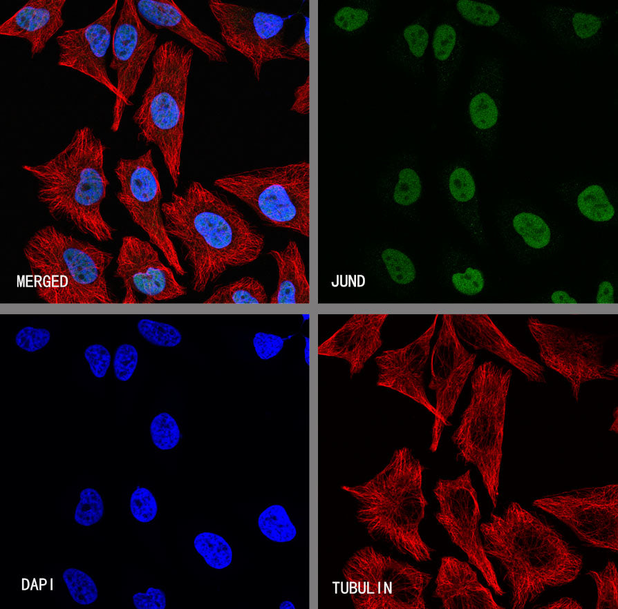 JUND Recombinant Rabbit mAb (S-4270-48)