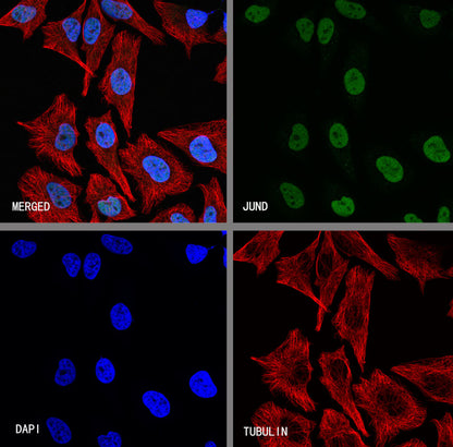 JUND Recombinant Rabbit mAb (S-4270-48)