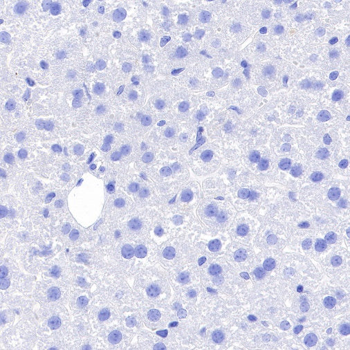 Myelin Basic Protein Recombinant Rabbit mAb (S-582-79)