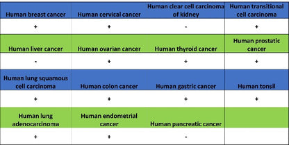 SDF1/CXCL12 Recombinant Rabbit mAb (SDT-3675)