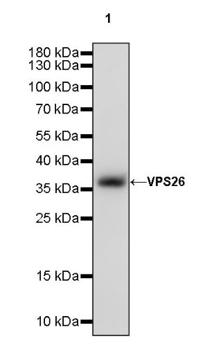 VPS26 Rabbit Polyclonal Antibody
