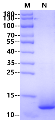 β-NGF Protein, Canine/Feline