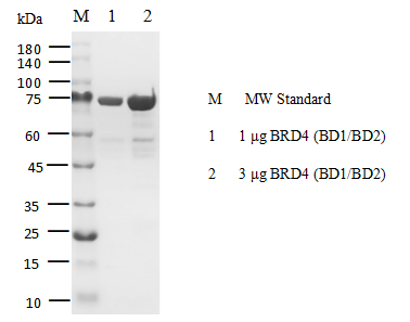 BRD4 (BD1/BD2) GST Tag Protein,Human