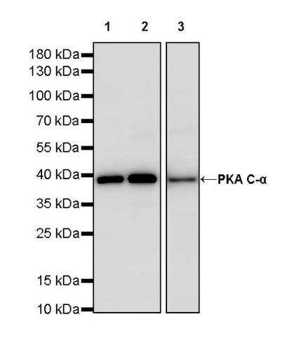 PKA C-α Recombinant Rabbit mAb (S-2564-5)