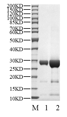 PLK4 Protein