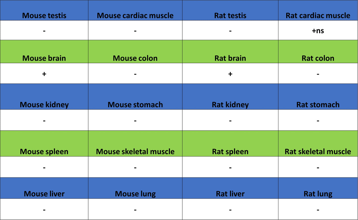 SV2A Recombinant Rabbit mAb (S-3732-3)