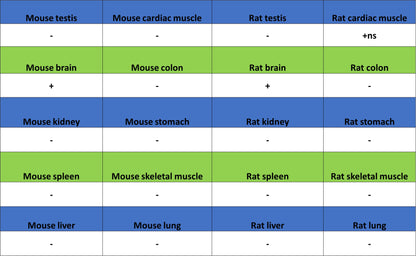 SV2A Recombinant Rabbit mAb (S-3732-3)