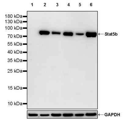 Stat5b Recombinant Rabbit mAb (S-2951-34)