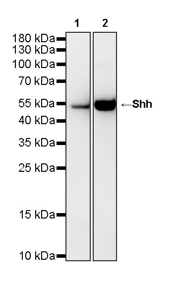 Shh Recombinant Rabbit mAb