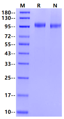CDH17/LI-cadherin His Tag Protein, Human