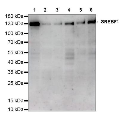 SREBF1 Mouse mAb