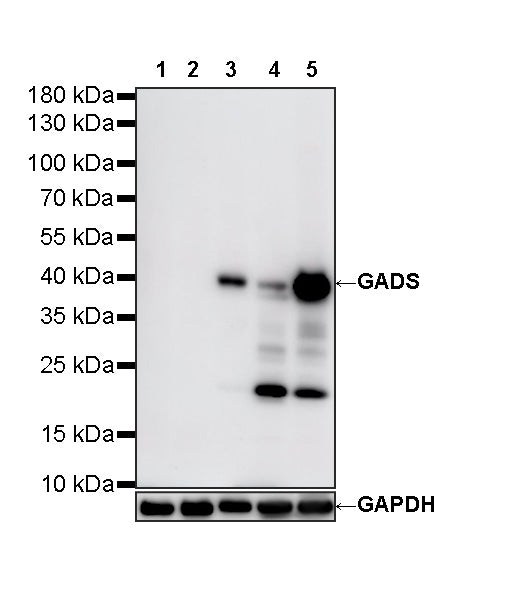 GADS Recombinant Rabbit mAb (S-5667)