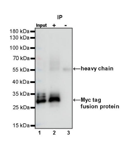 S-RMab® Myc tag Recombinant Rabbit mAb (S-114-13)