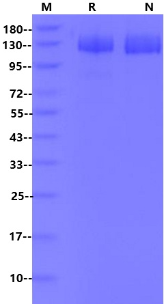 Klotho β Protein, Mouse