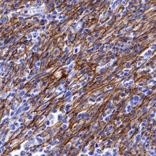 LAIR1 Recombinant Rabbit mAb (S-285-2)