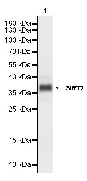 SIRT2 Mouse mAb