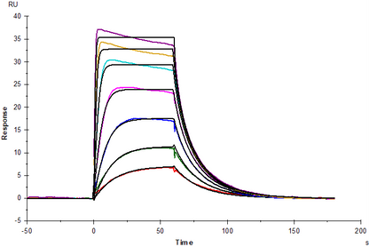 IL-2R alpha/CD25 His Tag Protein, Human