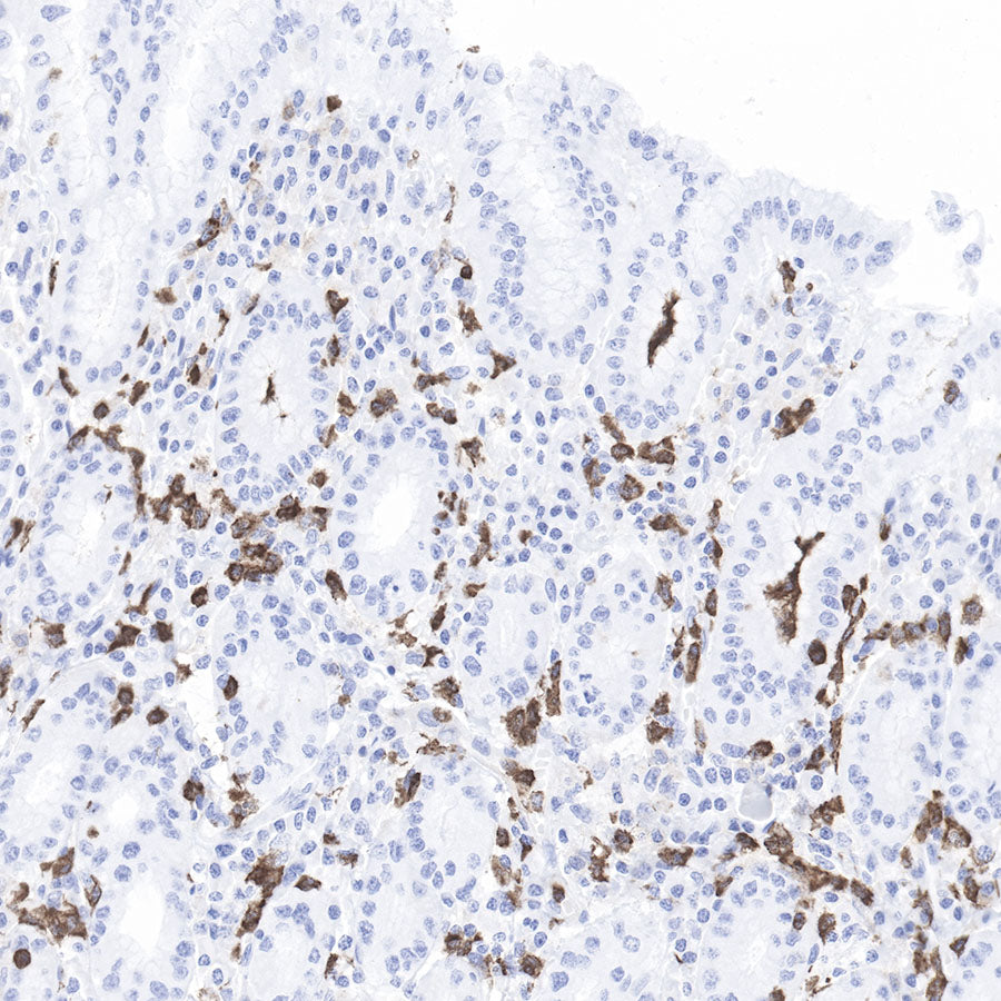 CD11b Recombinant Rabbit mAb,PBS Only (SDT-058-44)