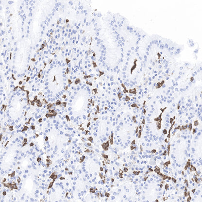 CD11b Recombinant Rabbit mAb,PBS Only (SDT-058-44)